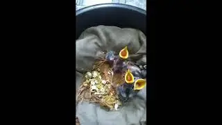 shalik pakhir choto baccha ke ki vabe khabar khayabe