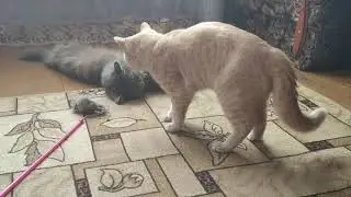 КИРЯ ИГРАЕТ С КУЗЕЙ! КОТЫ ДЕРУТСЯ!!!