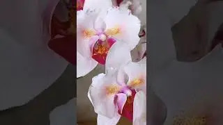 Орхидея PF-5017, Pink Beauty