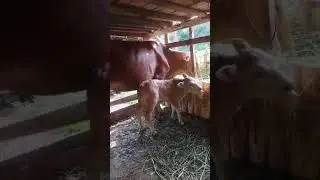 Jejak Kompas Petualang | Nengok Anak Sapi yang Baru Lahir, Lucu dan Menggemaskan