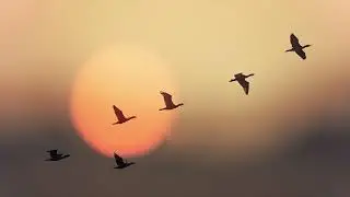 The Way of Birds | Composed by B.Manuel