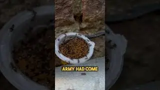 I Fed Ants Jelly!