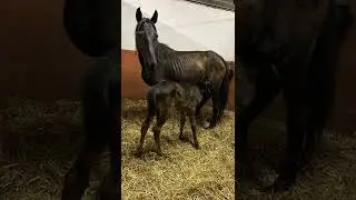 La mamma con la puledra