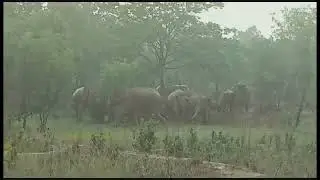 Wild Elephants #wildlife  #elephant
