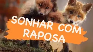 Sonhar com Raposa, Significado de sonhar com Raposas ou cachorro do mato