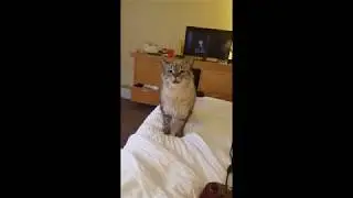 cat 2