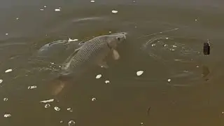 БОЛЬШОЙ САЗАН. Ахтуба. Бойлы.