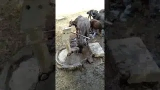 Amazing Animals video Cow Drinking Water by Self Viral Panti 2019