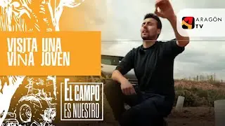 Visita una viña joven para comprobar si se le ha helado o no