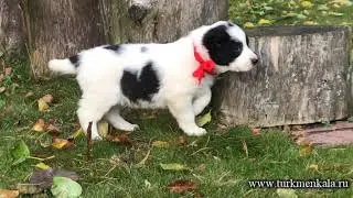 Милая крошка-алабайка. Дочка Чакана и А-К Чули.