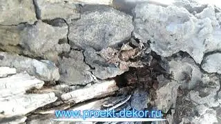 Пломба дупла на яблоне