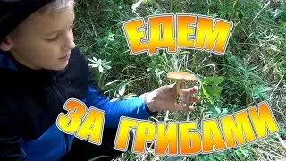 ЕДЕМ ЗА ГРИБАМИ