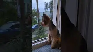 смотрящая из за районом