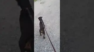 Ягдтерьер HUGO