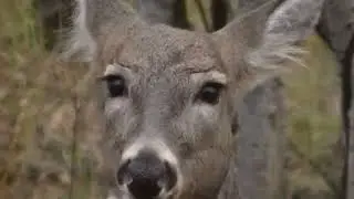 Deer and Deer and ... - Oct 26 2014