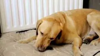 Dog eat fish