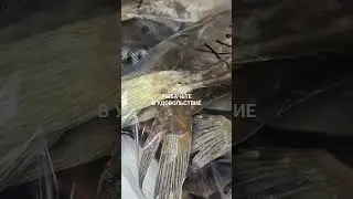 Отправил вяленого ерша в Химки.