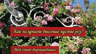 Как получить высокие кусты у роз?  Кто сказал что на Урале невозможно вырастить высокие розы?