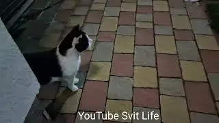 Funniest Animals! Night cat