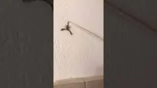 Scorpion vs stick