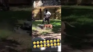 DOG vs MOWER