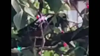 🕊✨