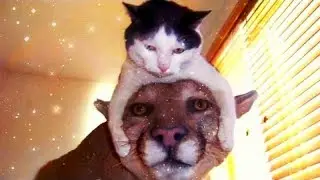 Смешные животные