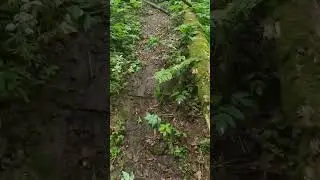 Овражная болезнь)