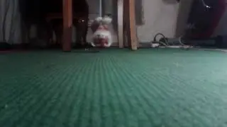 Фима играется с тигрой