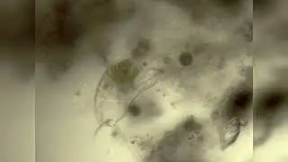 Microscopic Organism in a drop of water.