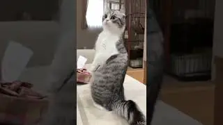 сигма момент 