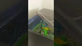 мой хомяк стёпа 🐹🐹