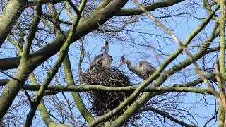 Herons from Sterrebos, Groningen, NL