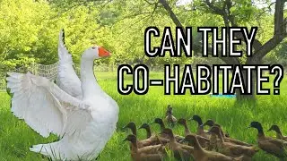 Free Range Goose & Duck Raising Success or Failure?