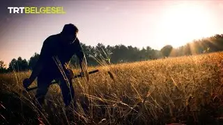 Buğday dünyayı nasıl değiştirdi? 🌾