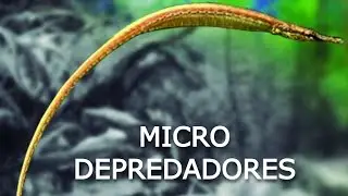 Micro Depredadores (Parte 2) Peces y Más