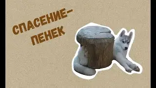 Итон :" Моё спасение-пенек !"