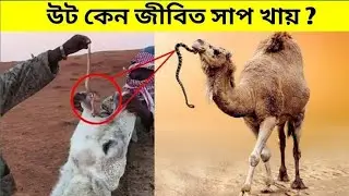 মরুভূমিতে মাসের পর মাস পানি পান না করেও কিভাবে বেঁচে থাকে উট। আল্লাহর এক অদ্ভুত সৃষ্টি।Pets Paradise