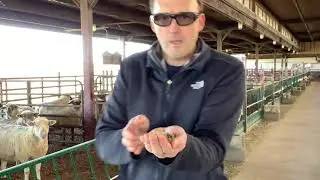 2021 Buckeye Shepherd's Symposium OSU Research Update