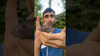 3 Fun Facts About Rats!! 🐭