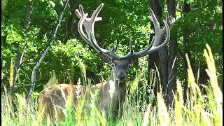 Красавец олень и его рогатая компания || Beautiful male red deer in the forest