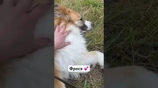 Королева Фрося I 👸🏼👑💕 #собакаизприюта #собака