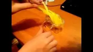 прикол с попугайчиком