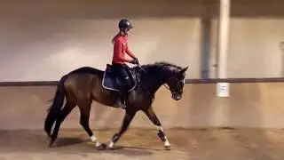 Hineada - showjumping training, 06.01.2017