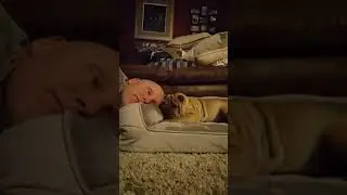 My Chinese Shar Pei is Hyper!