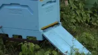 Пасека летом 2