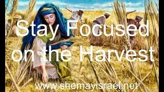 Stay focused on the harvest