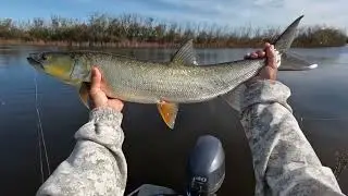 Вода кипит от рыбы!
