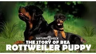 Rottweiler Puppy Bea - Video Diary