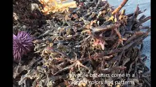 Holdfast Sea Star Collection